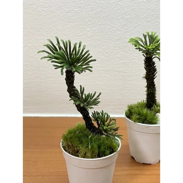 Fern Selaginella Moss