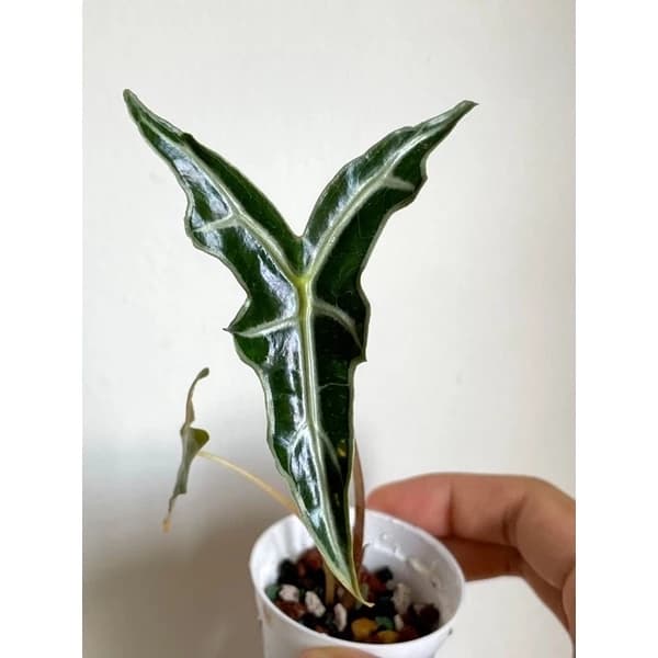 Alocasia Sanderiana Nobilis (propagated)