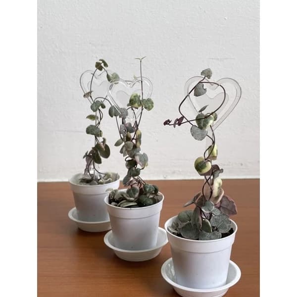 String of heart (Ceropegia woodii)