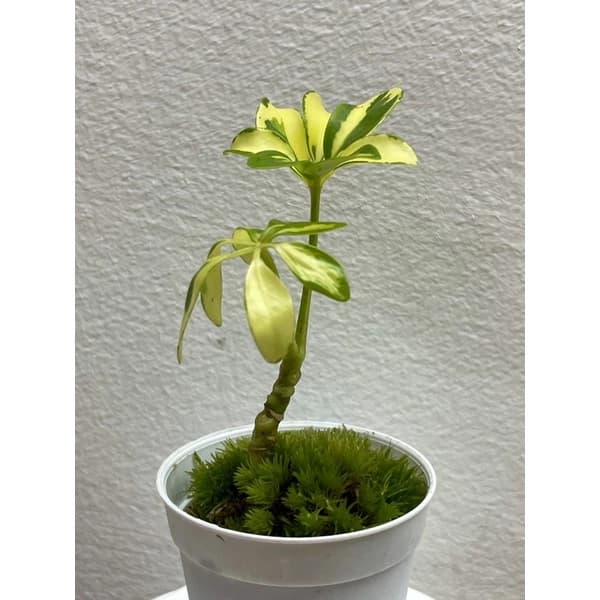 Schefflera Arboricola Variegata - Mini Bonsai