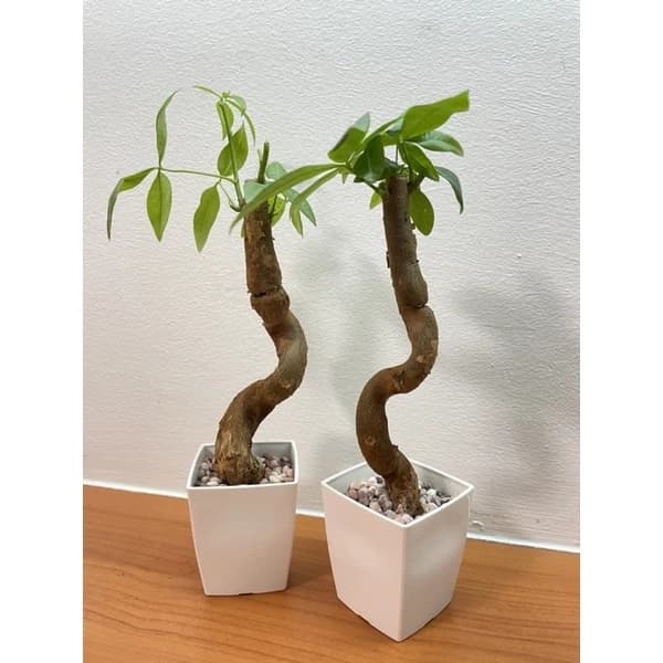 Pachira aquatica (Guiana chestnut)