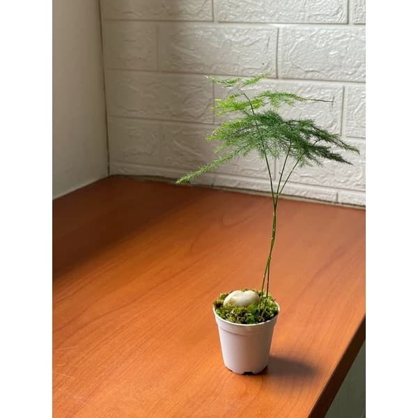 Asparagus Fern (Mini Bonsai series)