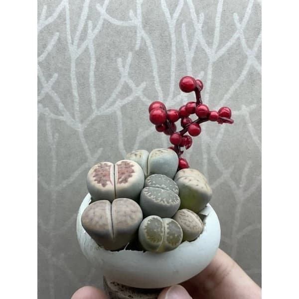 Assorted Christmas Lithops