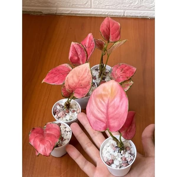 Aglaonema Pink Lady (Pink plant) propagated