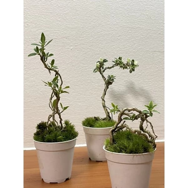 Serissa Japonica Bonsai (Snowrose)