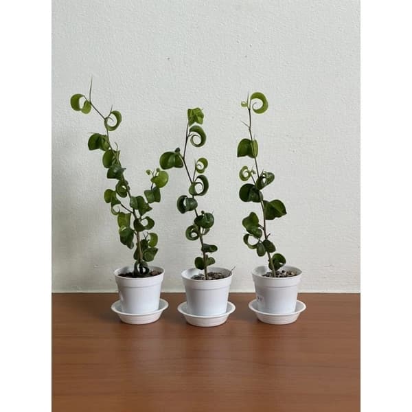 Weeping Fig (Ficus benjamina Barok)