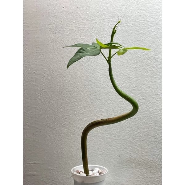 Pachira Aquatica ‘Money Plant’ - Mini Bonsai series