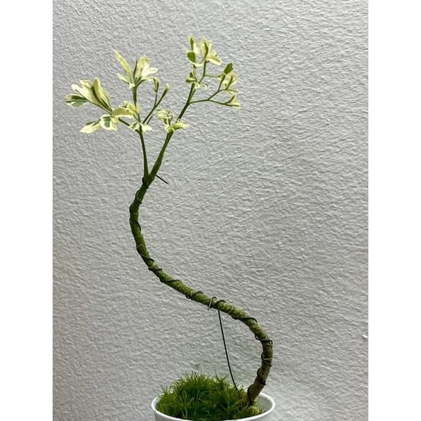 Polyscias guilfoylei victoriae - Mini Bonsai