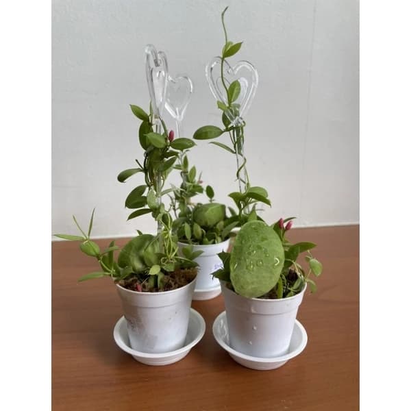 Dischidia vidalii Ant Plant/Bladder Vine