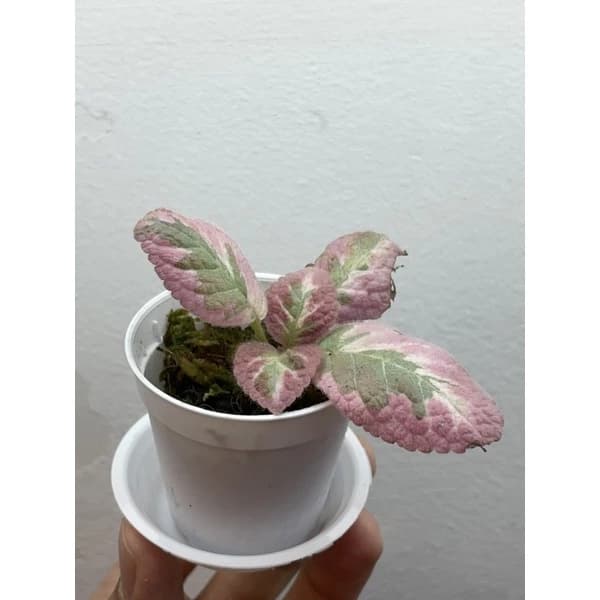 Episcia Cleopatra
