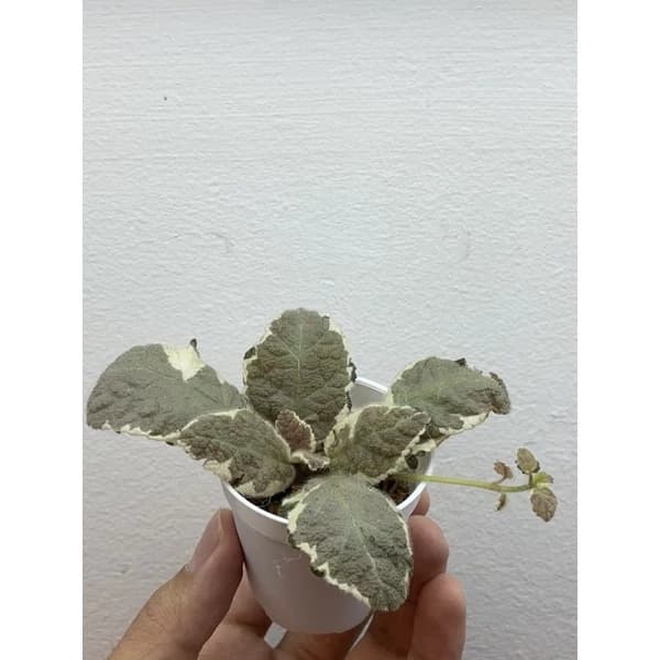 Episcia Snow White