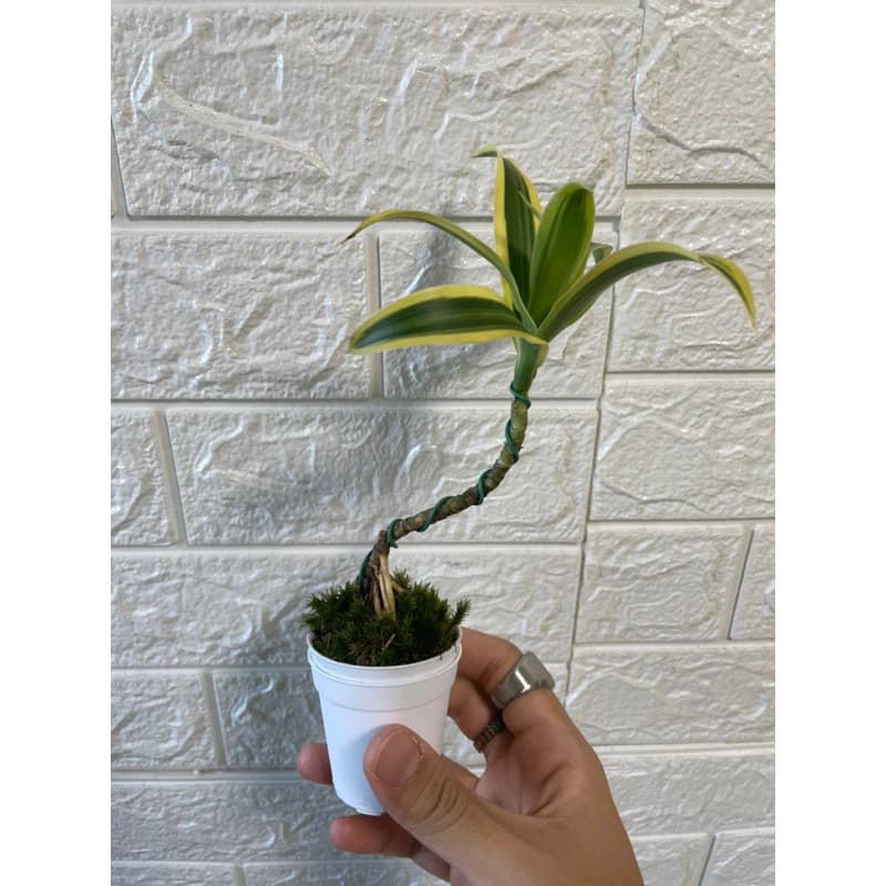 Song of India (Dracaena Reflexa)