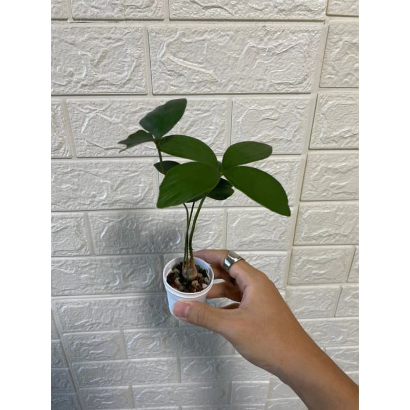 Zamia furfuracea
