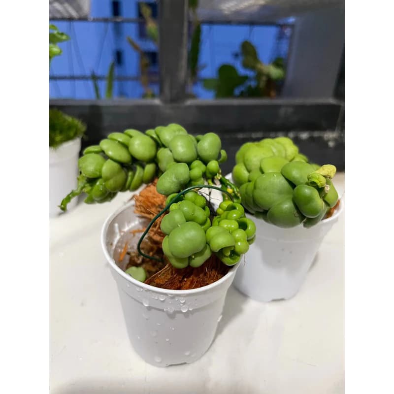 Bubble Dischidia (Dragon jade plant)