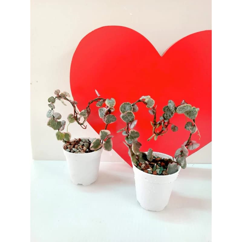 String of hearts variegated