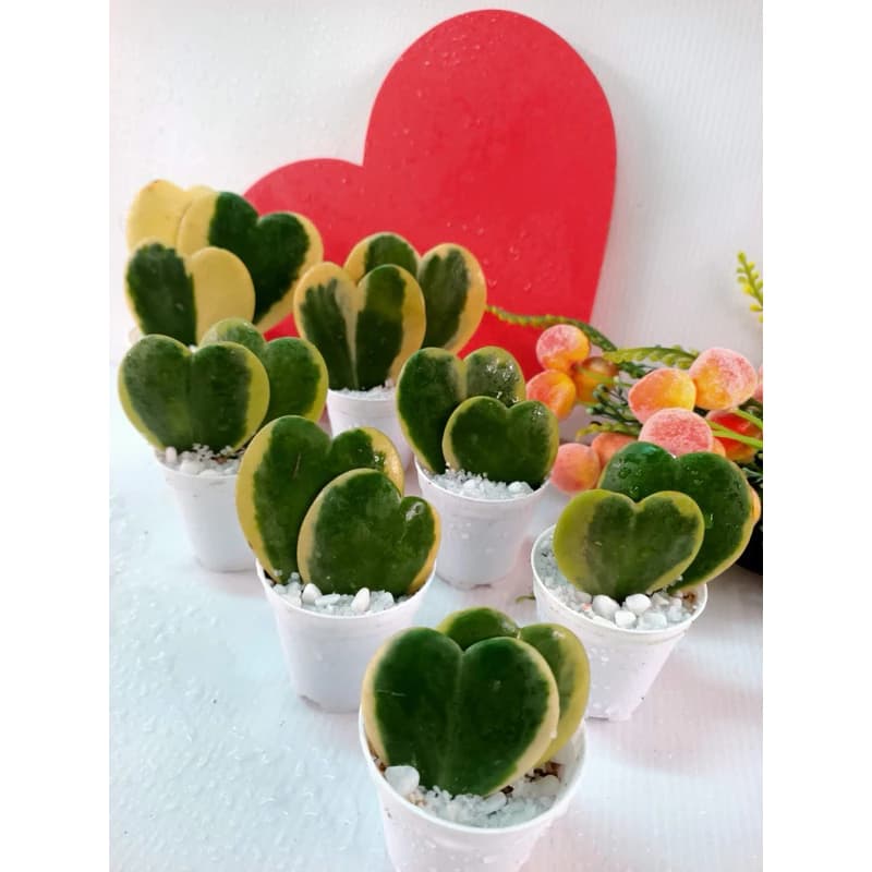 Sweetheart Hoya Variegated 2 in 1