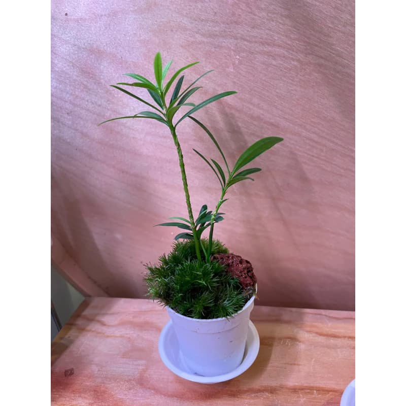 Podocarpus mini bonsai