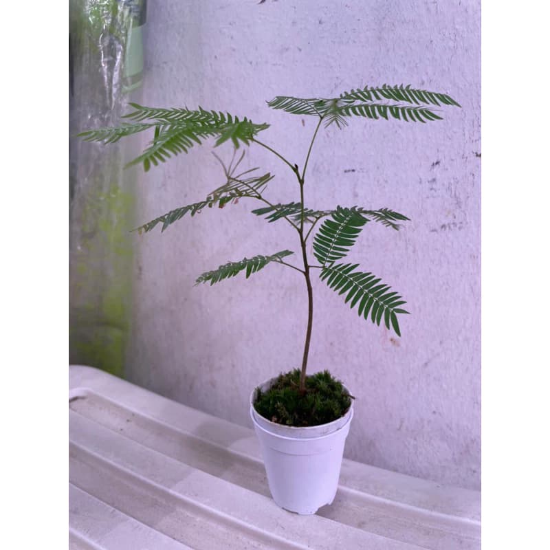 Everfresh Tree (Mini bonsai)