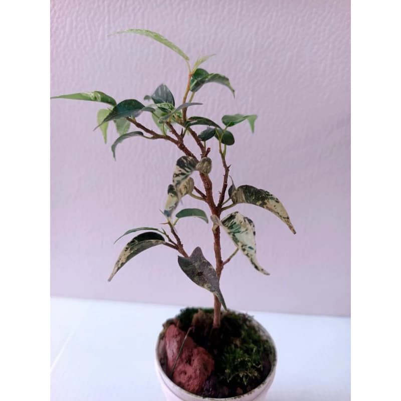 Ficus Benjamina Variegated