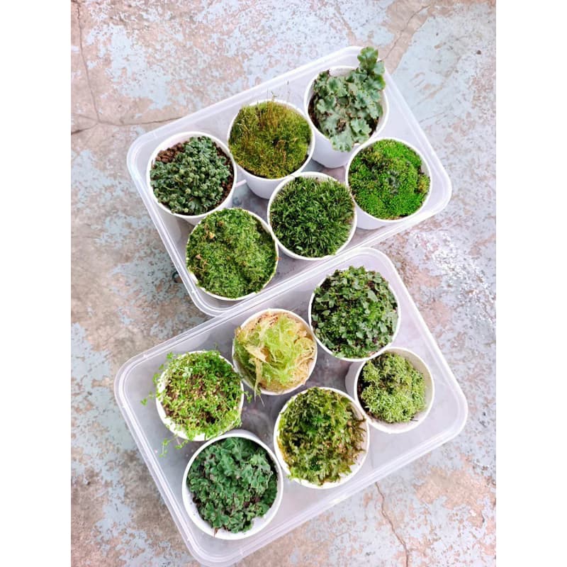 Assorted Asian Moss (6 pots)
