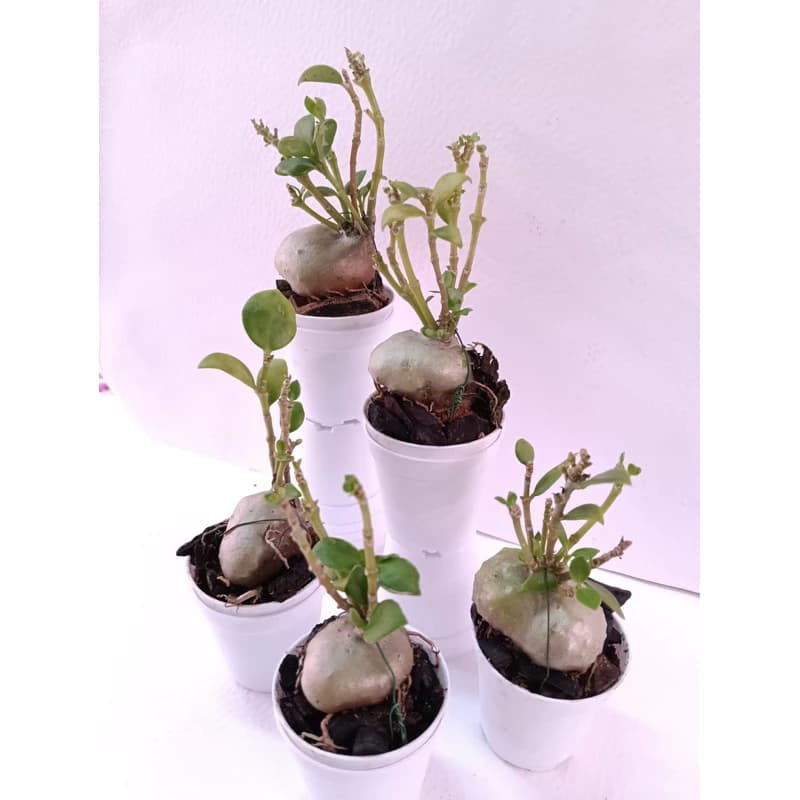 Hydnophytum Moseleyanum