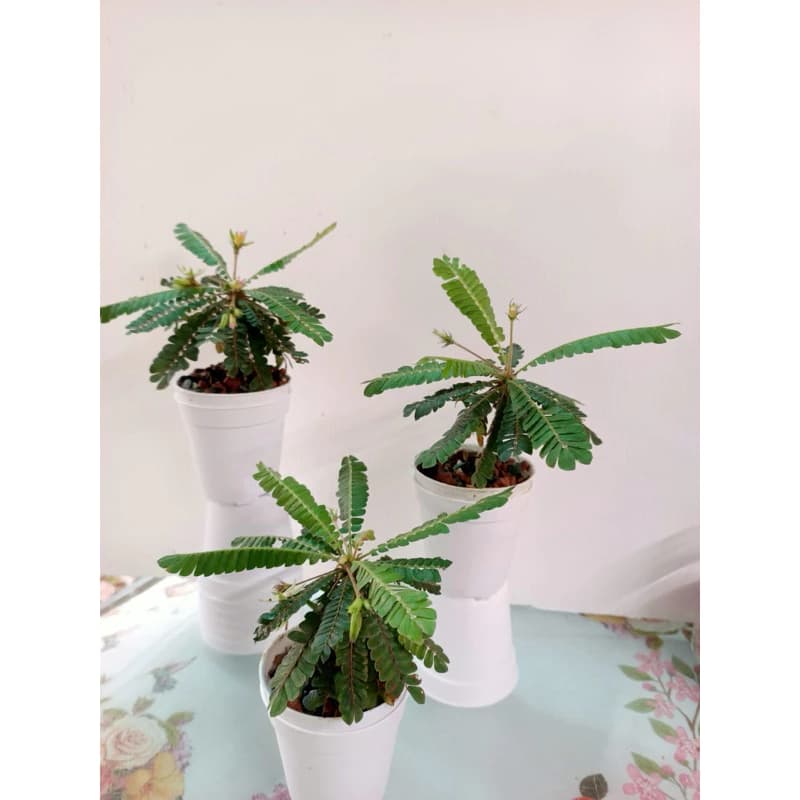 Mukkootii Plant