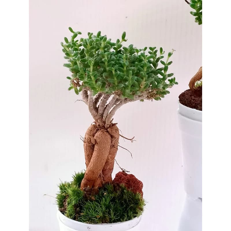 Trichodiadema Bulbosum