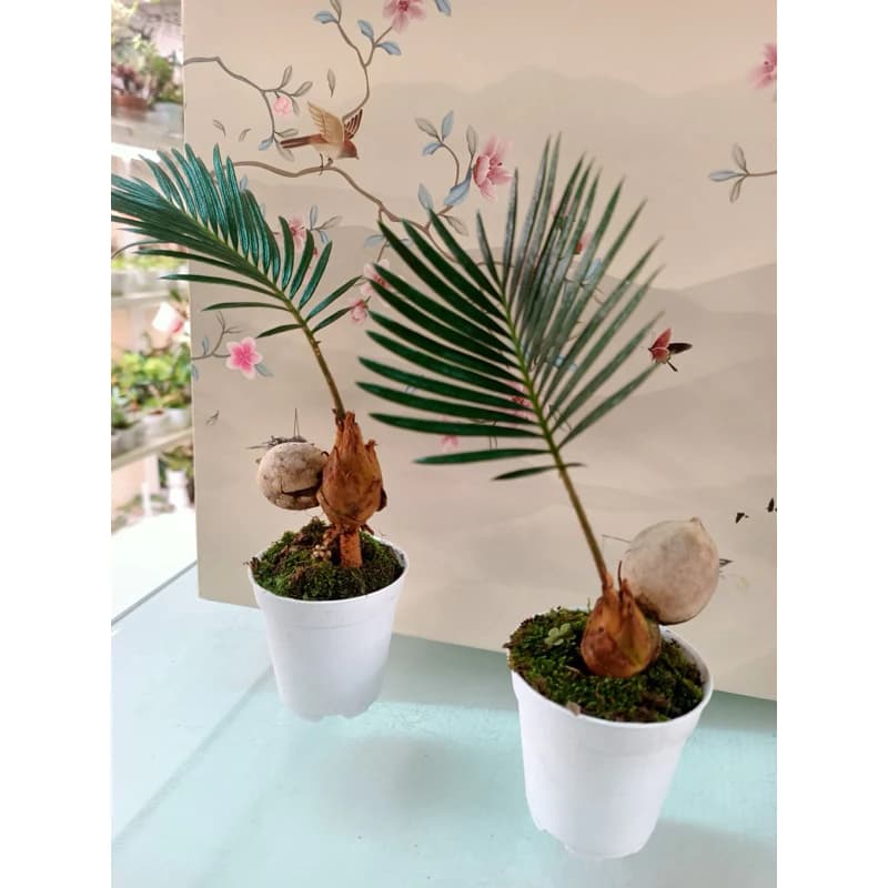 Sago Palm with moss