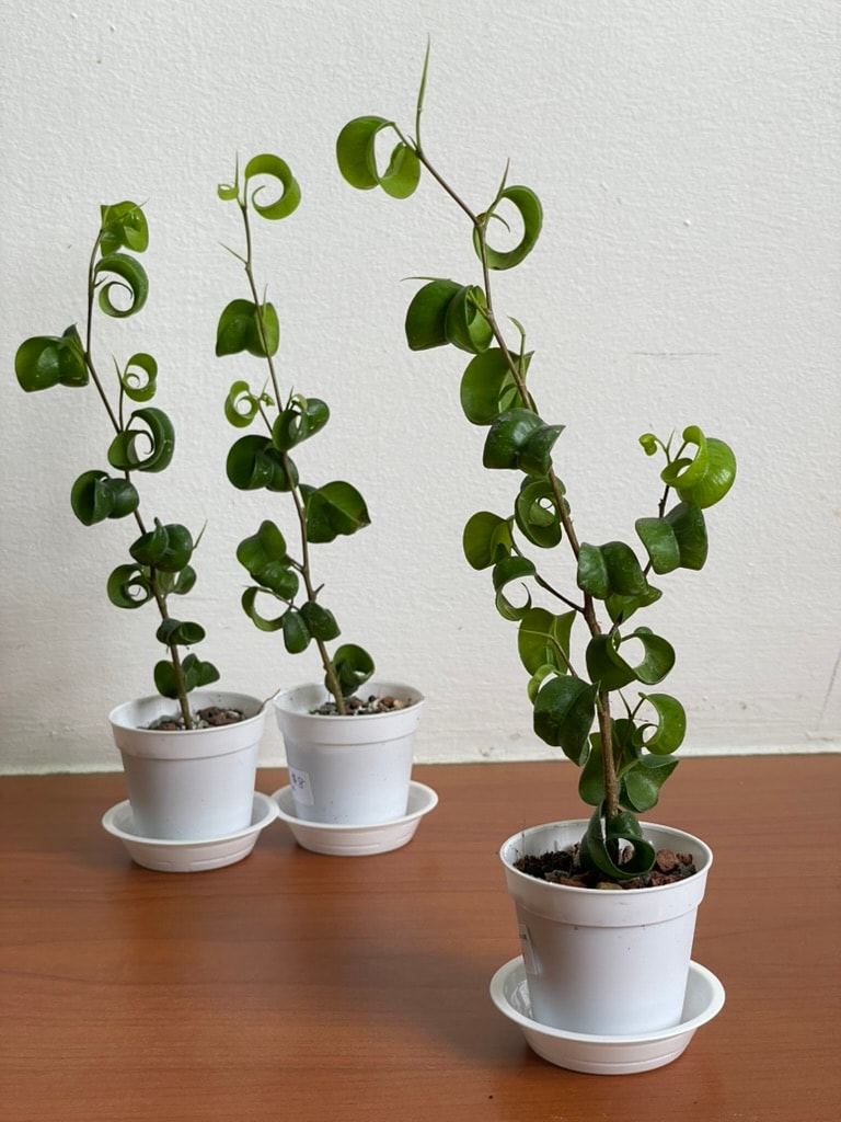 Featured plants slideshow